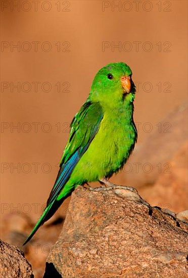 Red-billed Parakeet