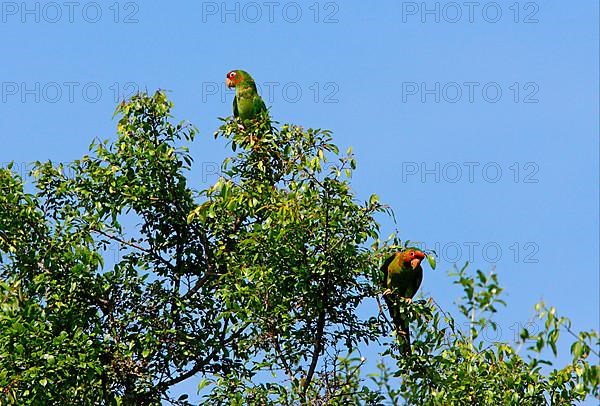 Red-masked Parakeet