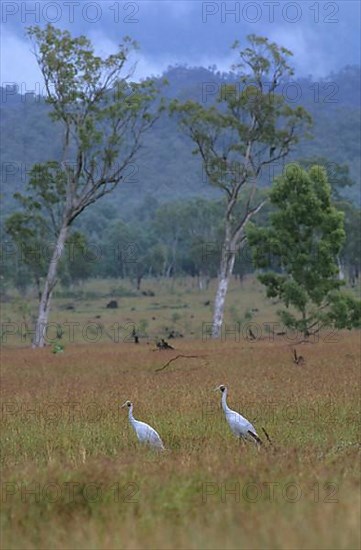 Grus rubicundus