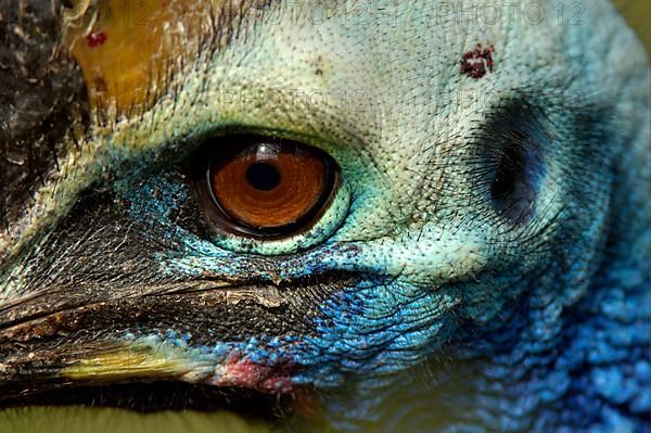 Southern double-wattled cassowary