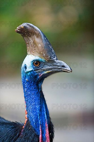 Adult double-wattled cassowary