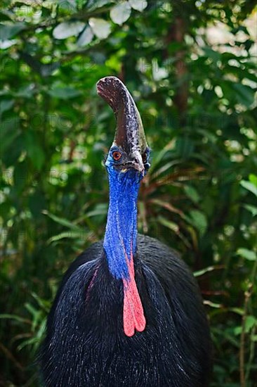 Adult double-wattled cassowary