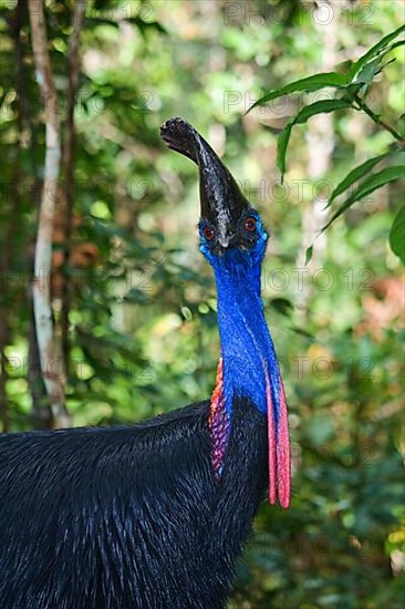 Adult double-wattled cassowary