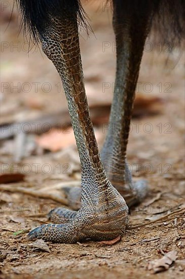 Southern Cassowary