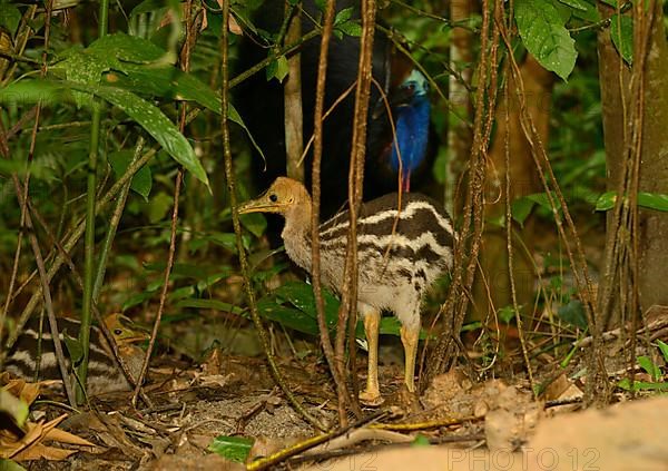 Southern Cassowary