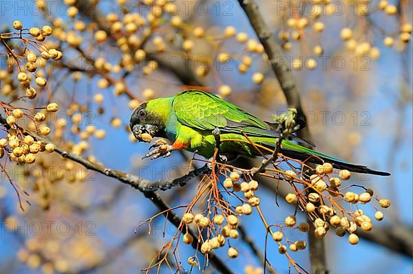 Adult nanday parakeet