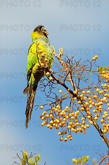 Adult nanday parakeet