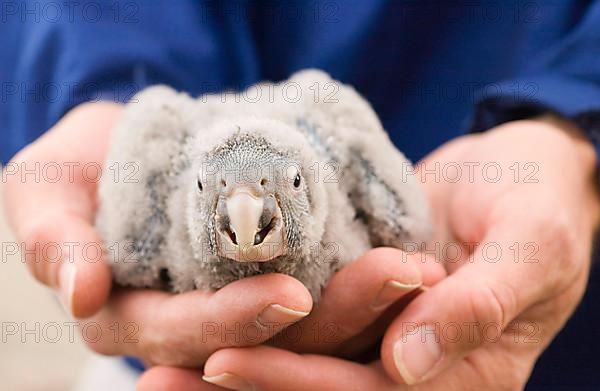 Small rock parakeet