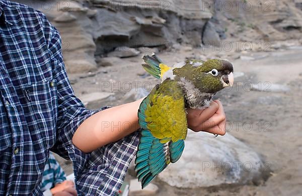 Small rock parakeet