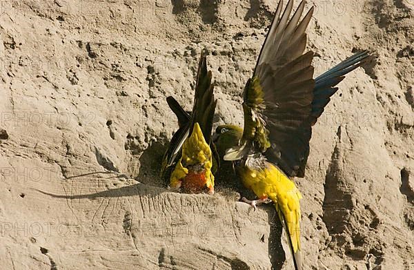 Small Rock Parakeet