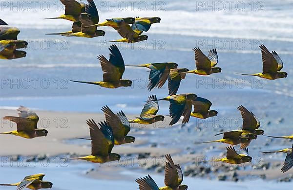 Small Rock Parakeet