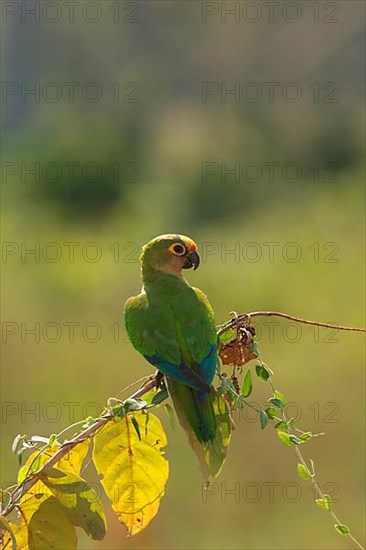 Peach-fronted Parakeet