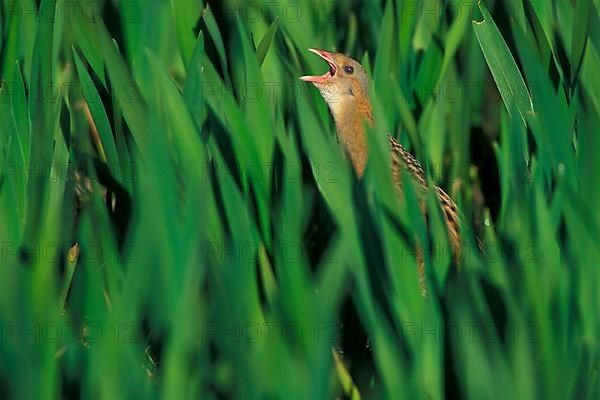 Meadow Rail