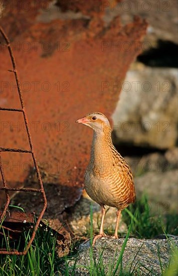 Meadow Rail