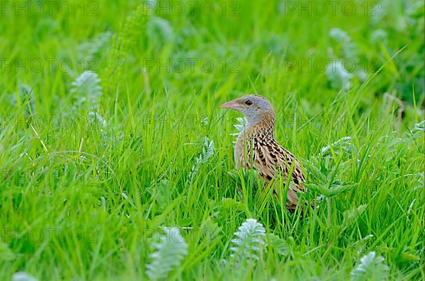 Corncrake