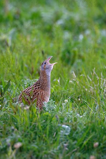 Corncrake