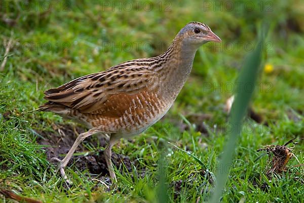 Meadow Rail