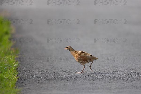 Meadow Rail