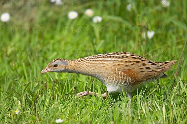 Meadow Rail