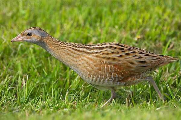 Meadow Rail