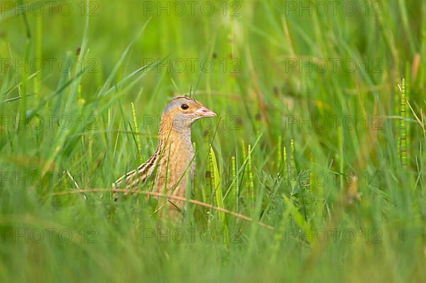 Meadow Rail