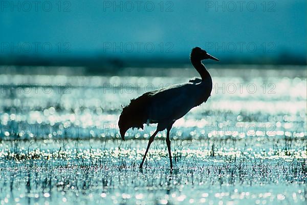 Black-necked crane