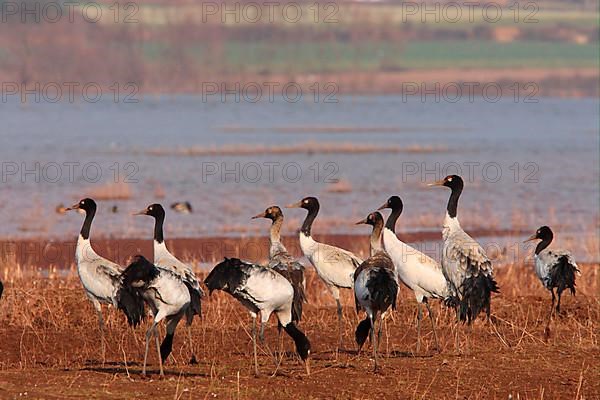 Black-necked Crane