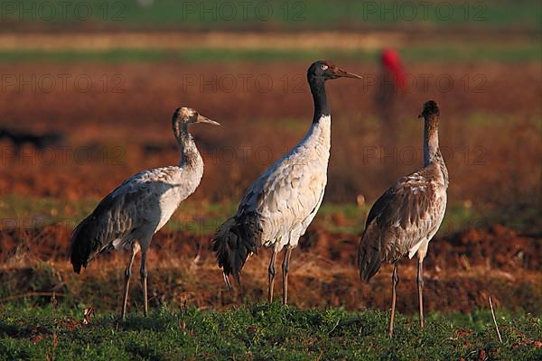 Black-necked Crane