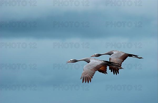 Paradise Crane