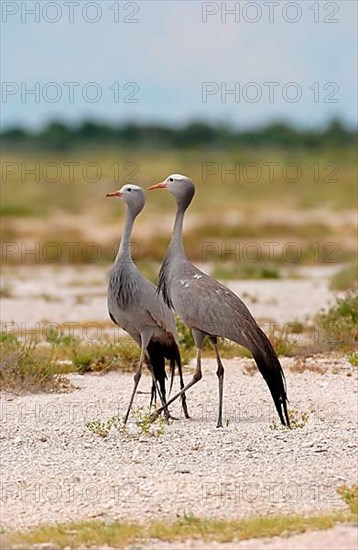 Paradise Crane