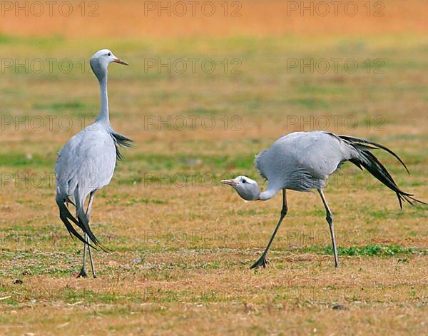 Paradise crane