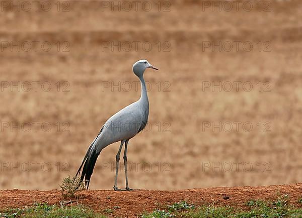 Blue Crane