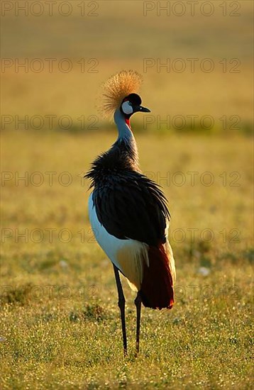 Gray crowned-cranes