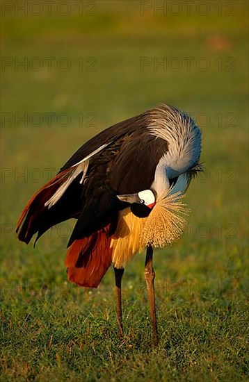 Gray crowned-cranes