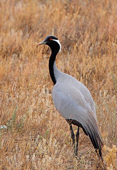 Demoiselle demoiselle crane