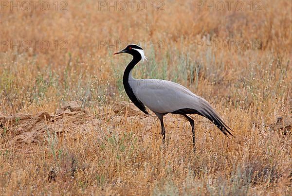 Demoiselle demoiselle crane