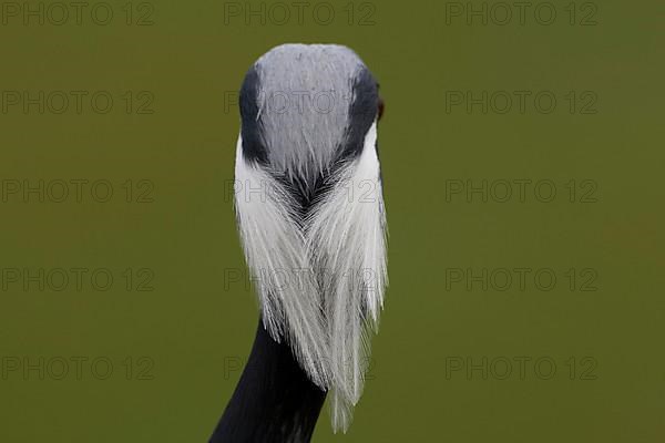 Demoiselle crane