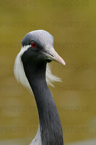 Demoiselle demoiselle crane