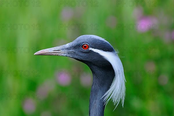 Demoiselle demoiselle crane