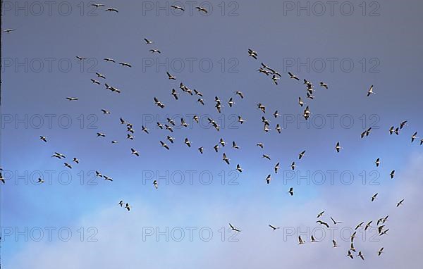 Red-crowned cranes