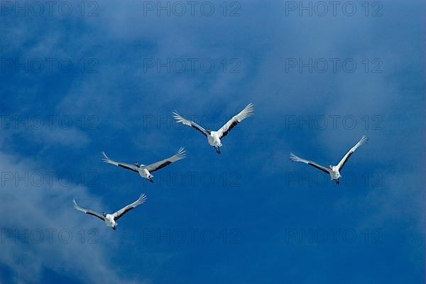 Manchurian Crane