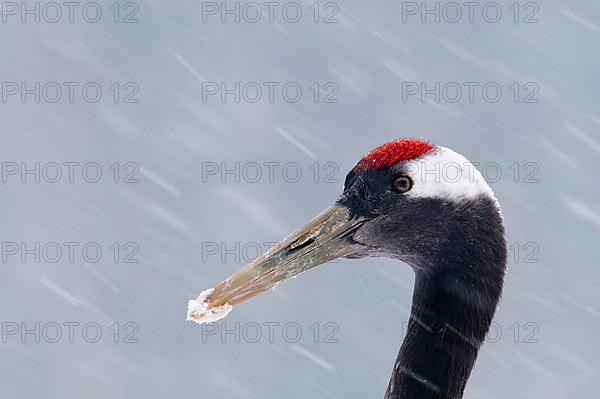 Japanese red-crowned crane