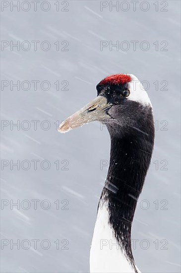 Japanese red-crowned crane