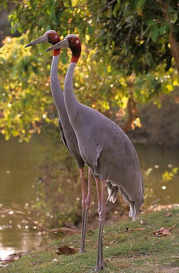 Sarus crane