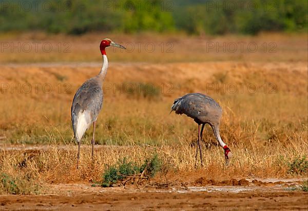 Sarus crane