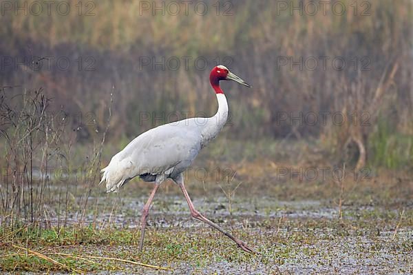 Adult sarus crane