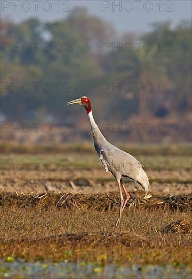 Sarus crane