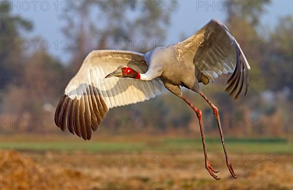 Sarus crane