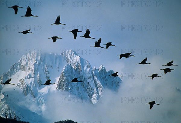 Sandhill Crane