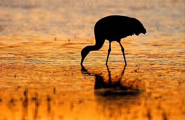 Sandhill Crane